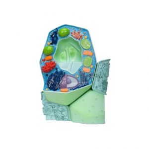 A3BS magnified Plant cell model Health Products