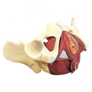 Anatomical Composite Pelvis and Pelvic Floor Model Health Products