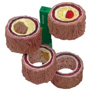 Anatomical Four Piece Artery Model Health Products