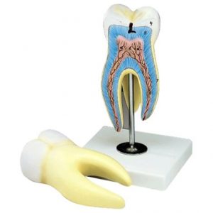 Anatomical Giant Molar Model Health Products