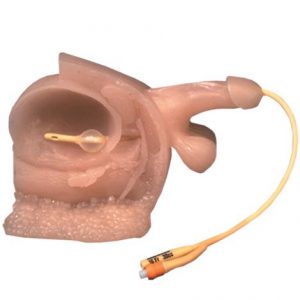 Anatomical Male Model with Bladder Health Products