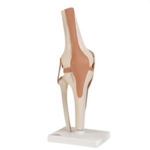 Anatomical Model - Functional Knee Joint Health Products