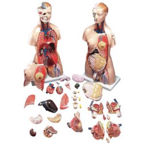 Anatomical Model of Budget Functional Francis Torso Health Products