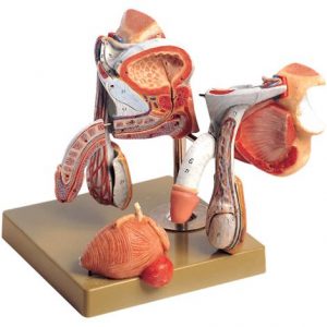 Anatomical Model of Male Genital Organs Health Products