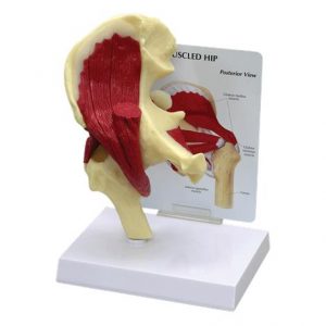 Anatomical Muscled Right Hip Joint Model Health Products