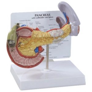 Anatomical Pancreas Health Products