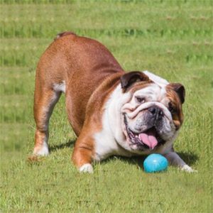 Beco Eco-Friendly Dog Ball Health Products