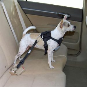 Bergan Dog Auto Harness With Tether Health Products