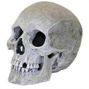 Blue Ribbon Human Skull Ornament Health Products