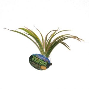 ColorBurst Florals Dracaena Marginata Pink & Green Aquarium Plant Health Products